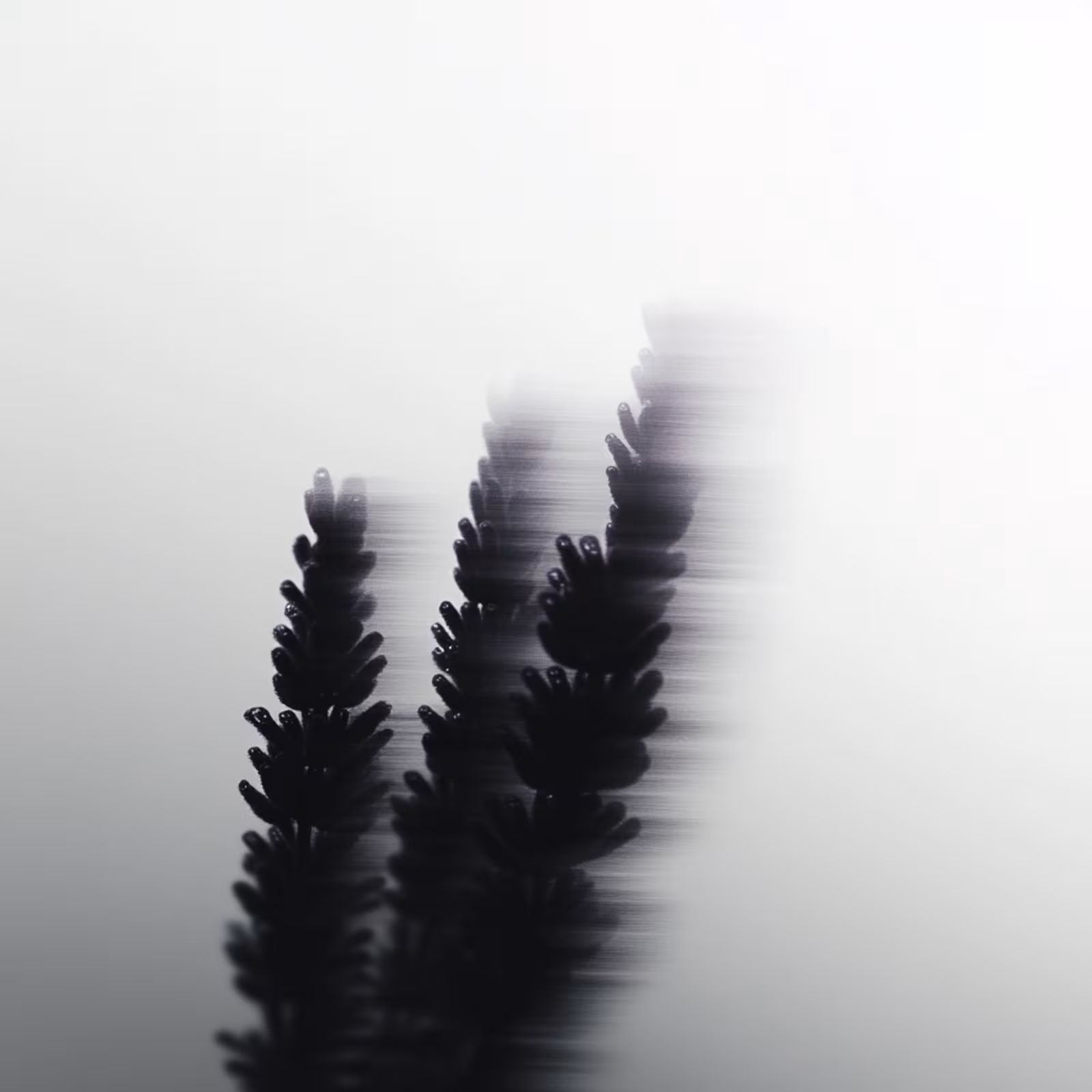 Vanishing — 2